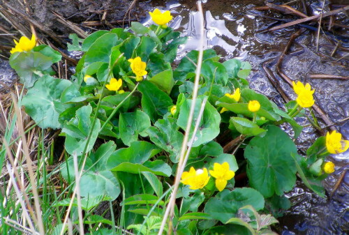 Die Sumpfdotterblume ist in Eurasien sowie Nordamerika verbreitet.
Sie gehört zu den Hahnenfußgewächsen.
https://de.wikipedia.org/wiki/Sumpfdotterblume

Aufnameort: Eiershausen Felder im Süden
Kamera: Camcorder Medion