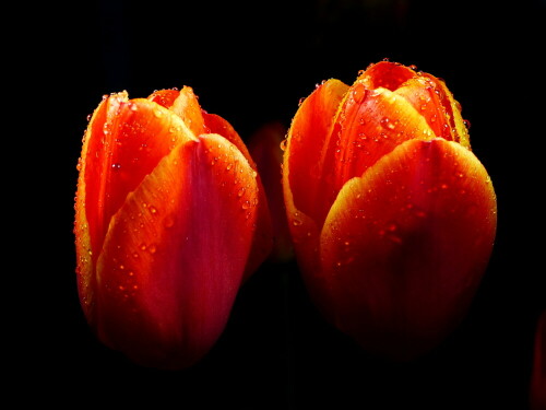 orange-tulpen-am-abend-im-regen-18783.jpeg