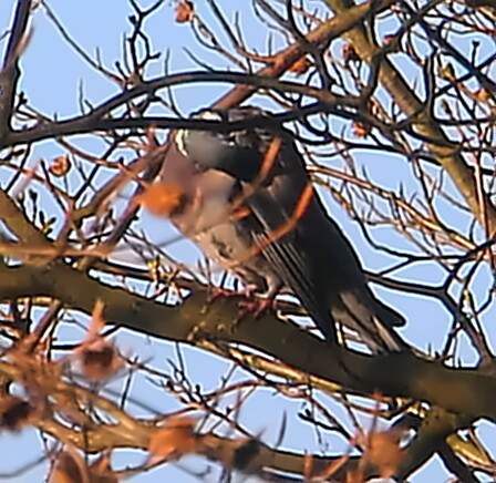 ringeltaube-columba-palumbus-l-18774.jpeg