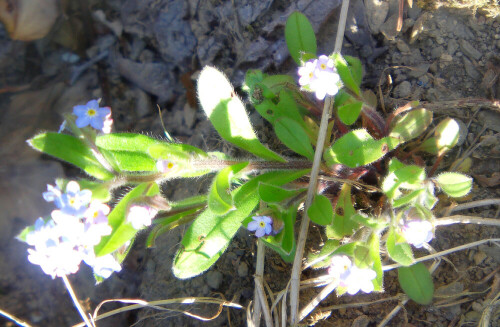 Ein Vergissmeinnicht, das als Blütenkronfarbe rosa, hellblau und auch weißlich tragen kann.
Z. B.:
https://de.wikipedia.org/wiki/Buntes_Vergissmeinnicht

Aufnameort: Eiershausen Garten
Kamera: Camcorder Medion