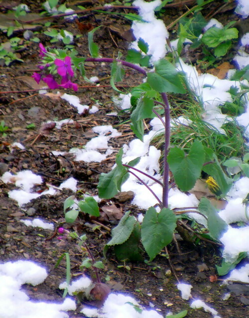 Das Einjährige Silberblatt ist eine Zierpflanze, die oft aus den "Bauerngärten" verwilderte.
https://de.wikipedia.org/wiki/Einjähriges_Silberblatt


Aufnameort: Eiershausen Garten
Kamera: Camcorder Medion