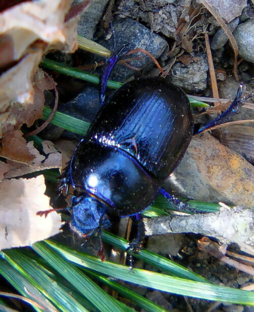 gemeiner-mistkafer-geotrupes-stercorarius-l-1758-18785.jpeg