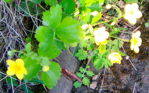 Ein Fingerkraut mit gelblichen Blüten, das zu den Rosengewächsen(Rosaceae) gehört.
https://de.wikipedia.org/wiki/Gold-Fingerkraut

Aufnameort: Eiershausen Wegrabatte
Kamera: Camcorder Medion