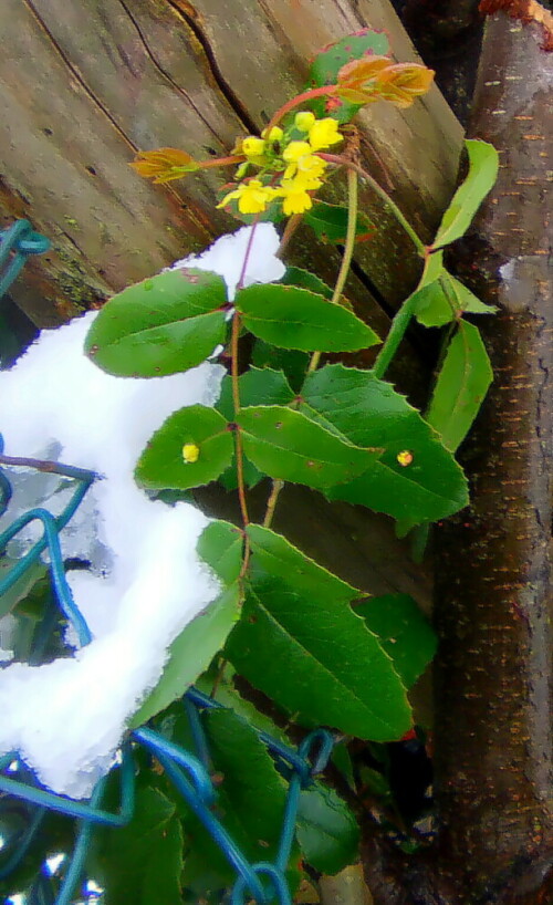 Mahonien gehören zu den Berberitzengewächsen(Berberidaceae).
Der Name wurde zu Ehren eines irisch-amerikanischen Gärtners vergeben.
https://de.wikipedia.org/wiki/Mahonien


Aufnameort: Eiershausen Straßenrabatte An der Lei
Kamera: Camcorder Medion