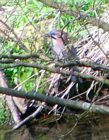 eichelhaher-garrulus-glandarius-l-1758-18805.jpeg