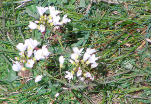 Das Wiesen-Schaumkraut gehört zu den Kreuzblütlern(Brassicaceae).
https://de.wikipedia.org/wiki/Wiesen-Schaumkraut


Aufnameort: Wiesen und Felder im Süden von Eierhausen
Kamera: Camcorder Medion