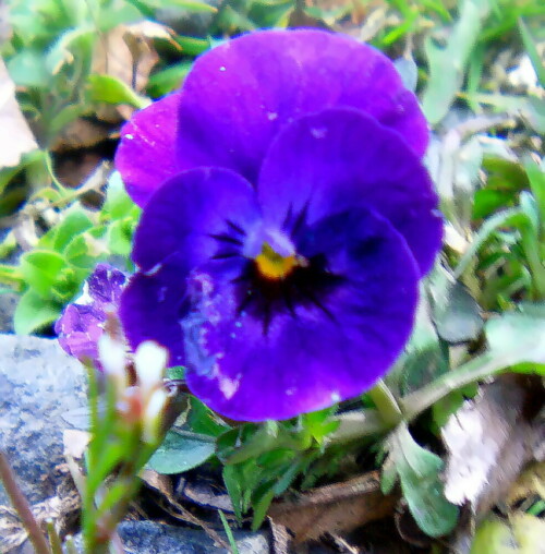 Ein Stiefmütterchen, das zu den Veilchengewächsen(Violaceae) gehört.
Eine ähnliche Züchtung vermutlich:
http://quarknet.de/fotos/blumen/zierpflanzen/stiefmuetterchen.jpg

Aufnameort: Eiershausen Wegrand am Waldrand
Kamera: Camcorder Medion