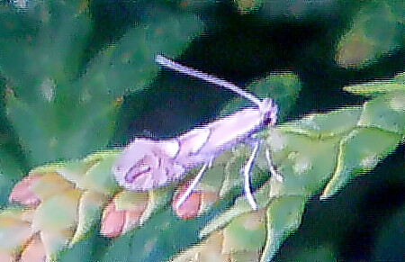 Eine Miniermotte, die auch besonders an Apfel- wie Birnensorten(Bäume) einen Schaden verursachen kann.
http://www.insektenbox.de/schmet/phybla.htm

Aufnameort: Eiershausen Parkplatz Friedhof
Kamera: Camcorder Medion