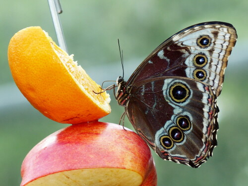 wilhelma-stuttgart-schmetterling-beim-naschen-18824.jpeg