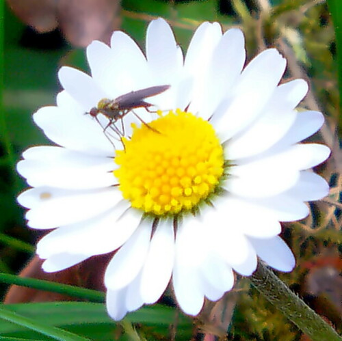 Eine Tanzfliege, die vielleicht(Ausfärbung undeutlich) zur Art Gewürfelter Tanzfliege(Empis tesselata(Fabricius 1794)) gehört.
http://www.insektenbox.de/zweifl/empite.htm

Aufnameort: Eiershausen Gemeindewiese
Kamera: Camcorder Medion