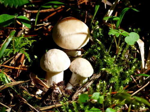 maipilze-tricholoma-gambosa-18847.jpeg