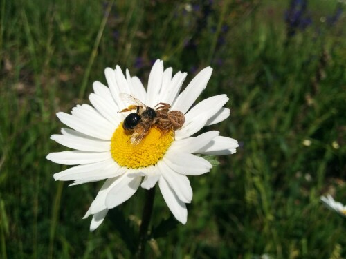 Hier sieht man eine Spinne, die auf einer Margarete ihre Beute festhält.

Aufnameort: Knielinger See bei Karlsruhe
Kamera: Handykamera Nexus 5