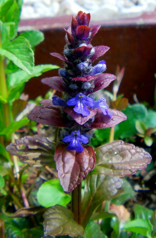 kriechender-gunsel-ajuga-reptans-l-18849.jpeg