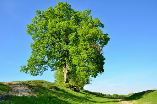 landschaftsbaum-18941.jpeg