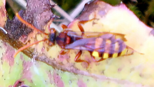 Eine Art Wespenbiene, die in Nord-, Mittel- sowie Südeuropa verbreitet ist.
(Sie ähnelt vielleicht etwas Nomada leucophthalma, doch mit Hilfe der Ausfärbung ihres Rückens(Thorax) z. B. lässt sie sich artlich zuordnen.)
https://de.wikipedia.org/wiki/Gespaltene_Wespenbiene

Aufnameort: Eiershausen Waldboden des Hirschbergwaldes
Kamera: Camcorder Medion