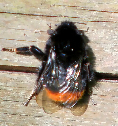 steinhummel-bombus-lapidarius-l-1758-18881.jpeg