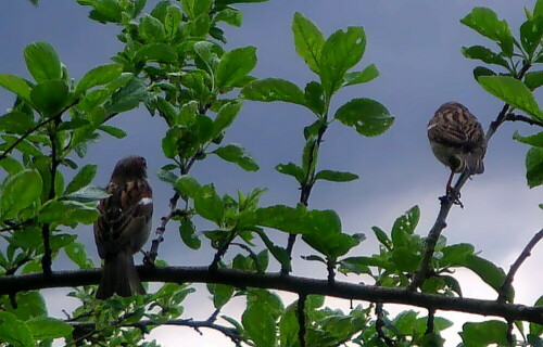 haussperlinge-spatzen-passer-domesticus-l-1758-18886.jpeg