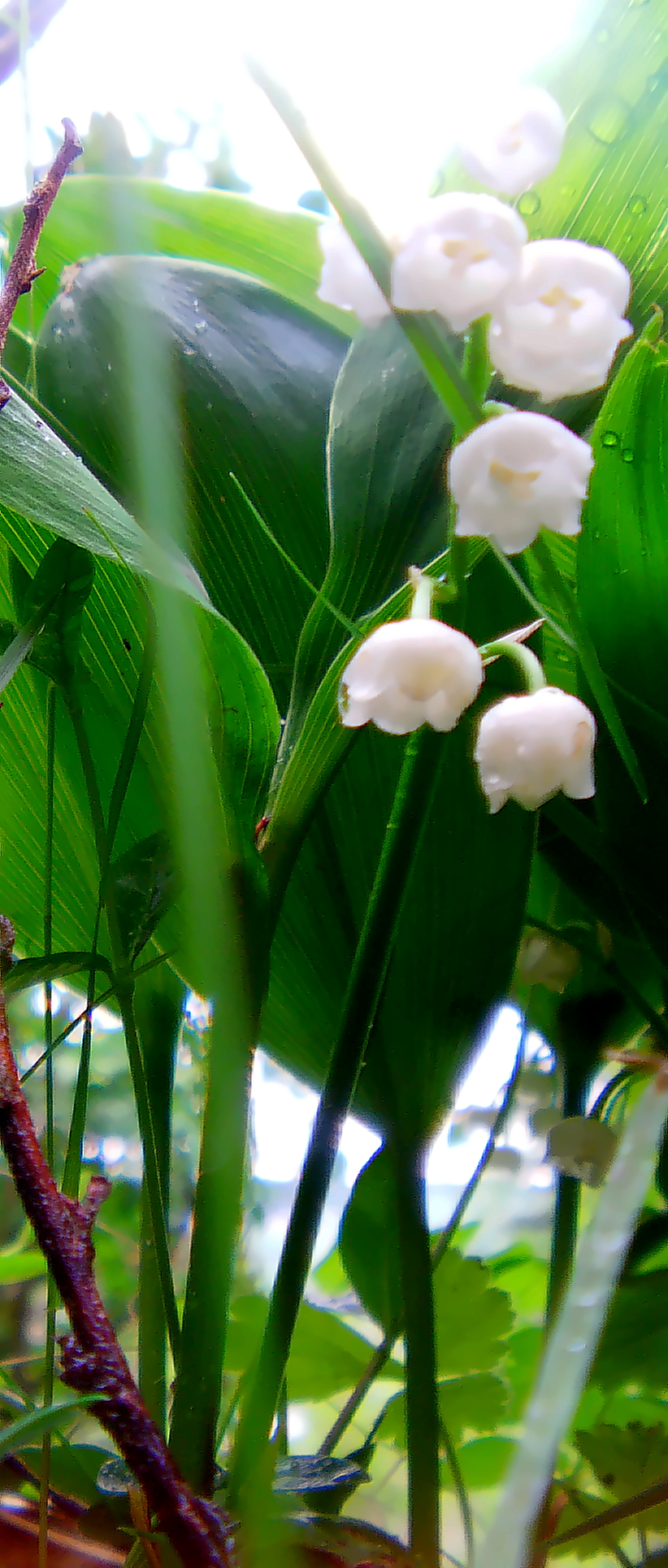 maiglockchen-convallaria-majalis-l-18891.jpeg