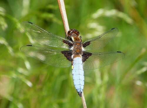 Dieses wunderschöne Exemplar kam mir am 23.5.2017 im
Naturschutzgebiet Hegbachaue von Messel vor die Linse.
Licht und Umgebung stimmten für dieses Foto kpl. überein.

Aufnameort: Egelsbach/Hessen
Kamera: Lumix FZ 48