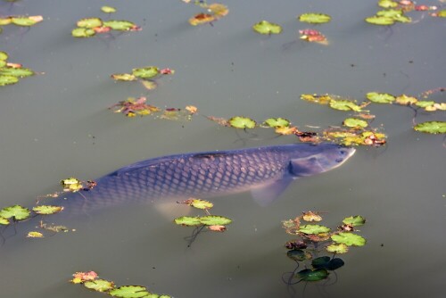 im Fischteich bei Stammheim

Aufnameort: Wetterau
Kamera: Nikon D 300