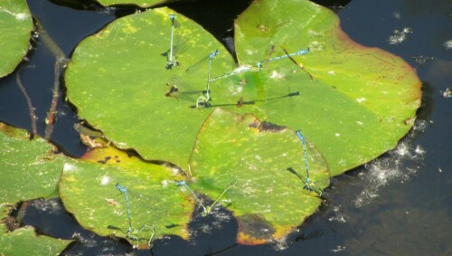 Stelldichein der Azurjungferpärchen auf dem Seerosenblatt. So kann man Feinde verwirren.

Aufnameort: Bern an der Aare
Kamera: Canon PowerShot SX 220 HS