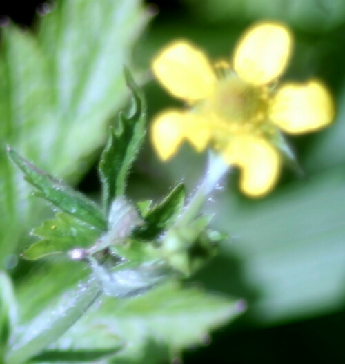 Die Stadtnelkenwurz gehört zu den Rosengewächsen(Rosaceae).
Früher wurde sie in Klostergärten gepflanzt und als weitere Zutat für Kräuterlikör genutzt(daher auch ihr Name Benediktinerkraut).
https://de.wikipedia.org/wiki/Echte_Nelkenwurz

Aufnameort: Eiershausen Garten
Kamera: Canon EOS 1300D