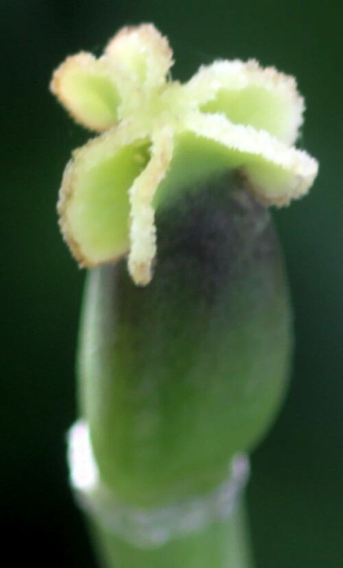 Tulpen gehören zu den Liliengewächsen.
https://de.wikipedia.org/wiki/Tulpen#/media/File:Stempel_tulpe.jpg

Aufnameort: Eiershausen Garten
Kamera: Canon EOS 1300D