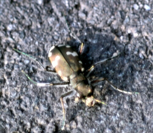 berg-sandlaufkafer-cicindela-silvicola-dej-1822-18916.jpeg