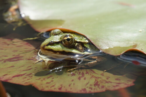 frosch-unterm-deckmantel-19187.jpeg