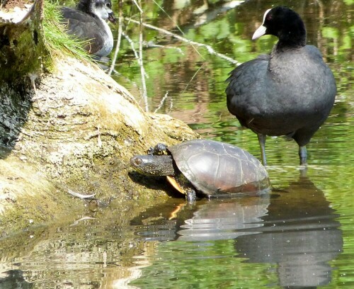 die europäische Sumpfschildkröte ist die am meisten gefährdete Art in unseren Seen und Teichen, durch die leider immer mehr ausgesetzten Rotwangenschmuckschildkröten, deren Parasiten für unsere Sumpfschildkröten tödlich sind.

Aufnameort: Reinheimer Teiche/Odenwald
Kamera: Lumix FZ 48