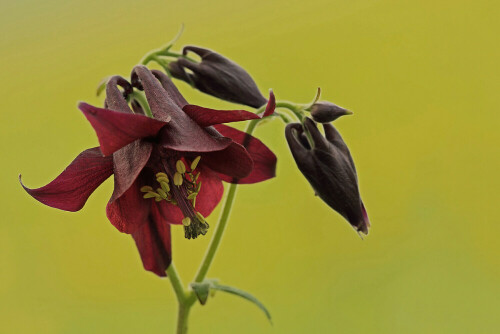 Schwarzviolette Akelei, Aquilegia atrata, Blüte

Aufnameort: Schwäbische Alb
Kamera: Canon EOS 60D, Objektiv 150mm Makro