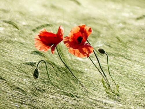 klatschmohn-im-gerstenmeer-18939.jpeg