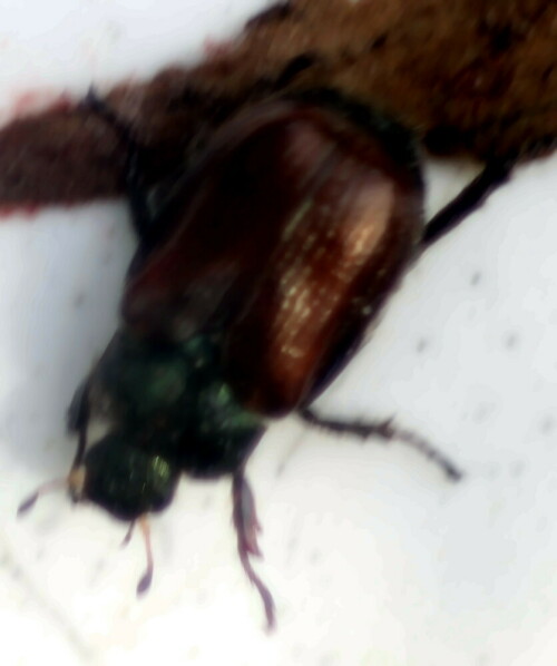 gartenlaubkafer-phyllopertha-horticola-l-1758-18946.jpeg