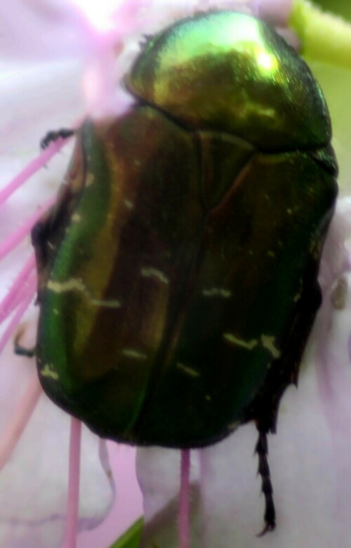 goldglanzender-rosenkafer-centonia-aurata-l-1761-18947.jpeg