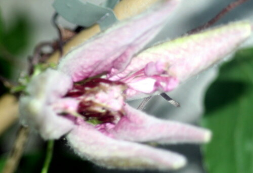 sich-offnende-waldrebenknospe-bzw-blute-clematis-l-18945.jpeg