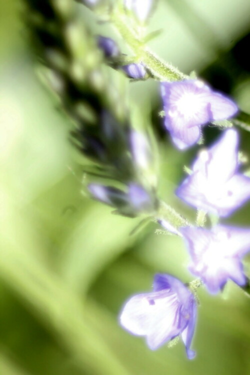 Der Große Ehrenpreis gehört zu den Wegerichgewächsen(Plantaginaceae). Er wächst in Eurasien.
https://de.wikipedia.org/wiki/Großer_Ehrenpreis

Aufnameort: Eiershausen Vorgarten(Straßenrabatte)
Kamera: Canon EOS 1300D