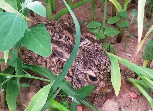 Junger Feldhase am Rande eines Maisfeldes

Aufnameort: Wetterau - Stammheim
Kamera: GT-19515