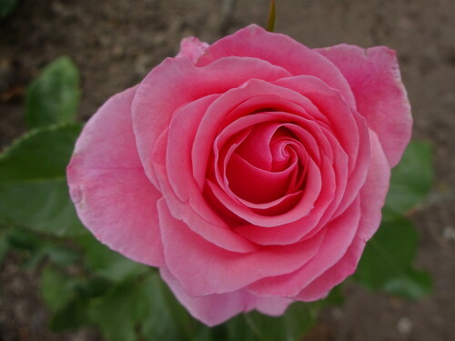 rose-19014.jpeg