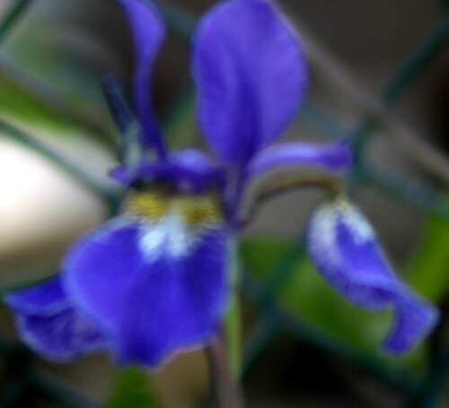 verschiedenfarbige-schwertlilie-iris-versicolor-l-18955.jpeg