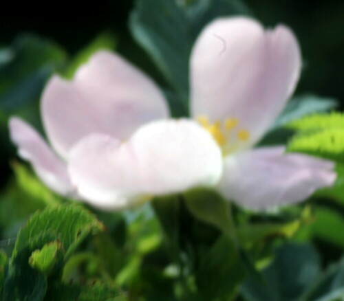 Eine Art Rose, die im Vergleich zur nahe verwandten Hundsrose(Rosa canina(L.)), wenig Stacheln und etwas größere Blüten trägt.
https://de.wikipedia.org/wiki/Hecken-Rose

Aufnameort: Eiershausen Waldrand des Hirschbergwaldes
Kamera: Canon EOS 13000D