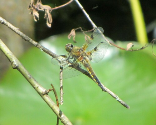 vierfleck-libellula-quadrimaculata-19057.jpeg