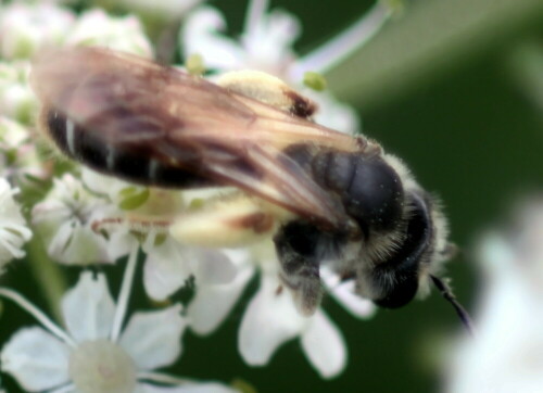 gemeine-sandbiene-andrena-flav-18982.jpeg