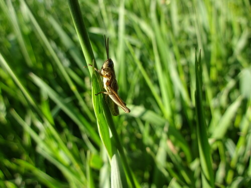 Es war einer der ersten warmen Sommer Tage im Juni. Die ganze Elbwiese erwachte zum Leben. Das Zirpen der Grashüpfer erfüllte die Luft. Es hat viel Geduld erfordert , einen vor die Kamera zu bekommen.

Aufnameort: Elbwiese
Kamera: Sony Cyber-Shot