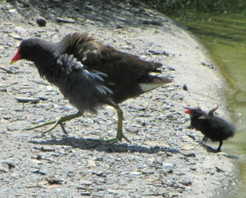 Der Rückenwind bläst die zwei buchstäblich aus dem Wasser

Aufnameort: Dählhölzli Tierpark Bern Schweiz
Kamera: Canon PowerShot SX 220 HS