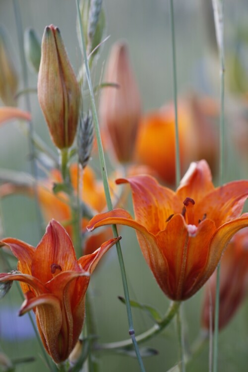 Als Ackerwildkraut kommt die Feuerlilie (Lilium bulbiferum L.) für ganz Deutschland nur noch im Wendland vor. Die Feuerlilie in den Äckern um den kleinen Ort Govelin herum ist eine prächtige Erscheinung. Die Blüten leuchten von Juni bis Mitte Juli weithin durch die schütteren Getreidefelder, die vom Landwirt gemäß einer Vereinbarung mit der Naturschutzbehörde bewirtschaftet werden.

Aufnameort: Govelin
Kamera: Canon EOS 70D