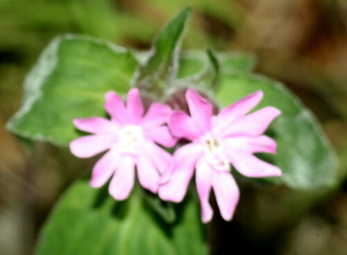 bluten-der-roten-lichtnelke-silene-dioica-l-clearv-18997.jpeg