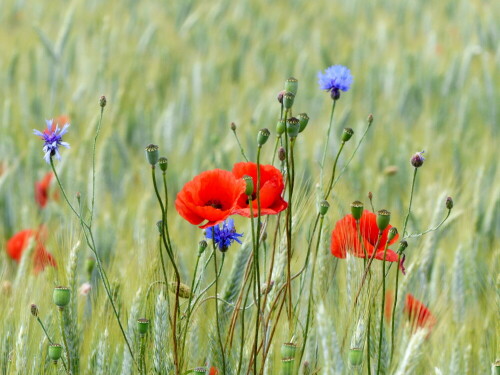 klatschmohn-und-kornblumen-19025.jpeg