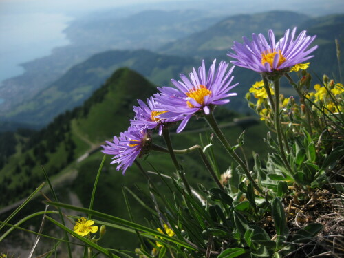 Blumen über dem Genfer See

Aufnameort: Rochers de Naye, Schweiz
