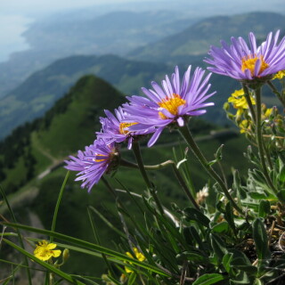 alpenaster-20091