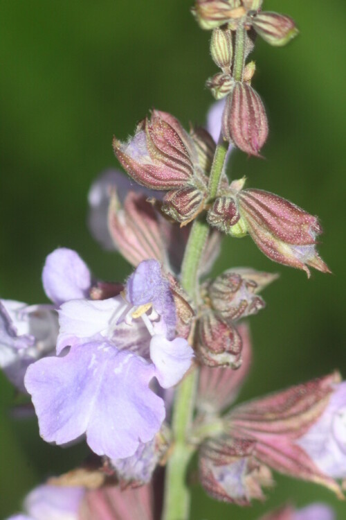 eine-blute-des-echten-salbeis-salvia-officinalis-l-19028.jpeg